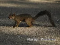 Florida grijze eekhoorn [Sciurus carolinensis extimus]